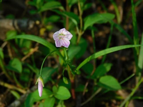 Springbeauty (Claytonia virginica)