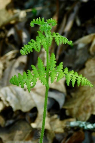 Hay-scent Fern (Dennstaedtia punctilobula)