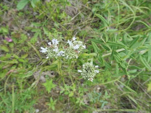 Torrey's mountain mint (Pycnanthemum torreyi)