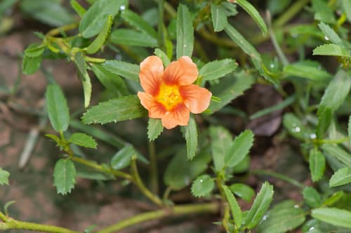 Bracted Fanpetals (Sida ciliaris)