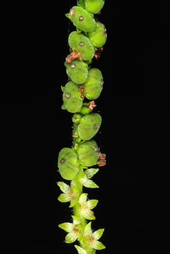 Scorpion's Tail (Heliotropium angiospermum)