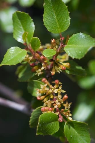 Hollyleaf redberry (Rhamnus ilicifolia)