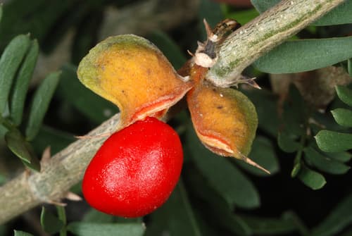 Guayacan (Guaiacum angustifolium)