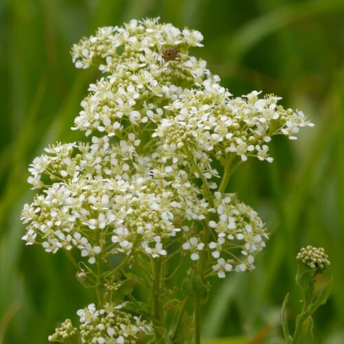Heart-pod Hoary Cress (Cardaria draba)