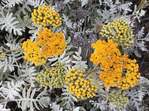 Nevin's woolly sunflower (Constancea nevinii)