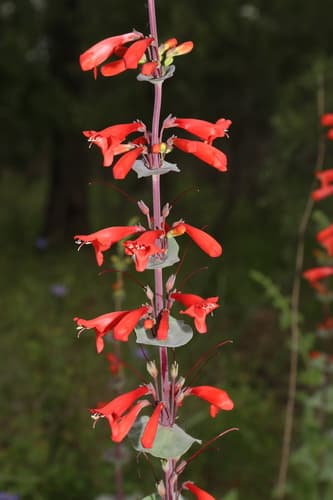 Cupleaf Penstemon (Penstemon murrayanus)
