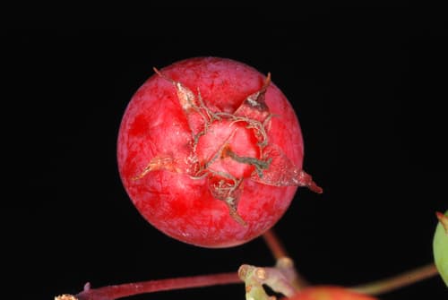 Allegheny serviceberry (Amelanchier arborea)