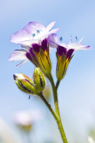 Bird's-eyes (Gilia tricolor)
