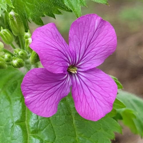 Damask-violet (Lunaria annua)