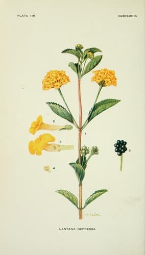 Depressed shrubverbena (Lantana depressa)