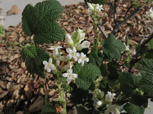 White-flower currant (Ribes indecorum)