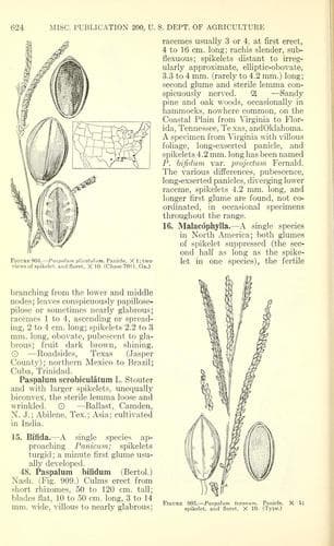 Brownseed Paspalum (Paspalum plicatulum)