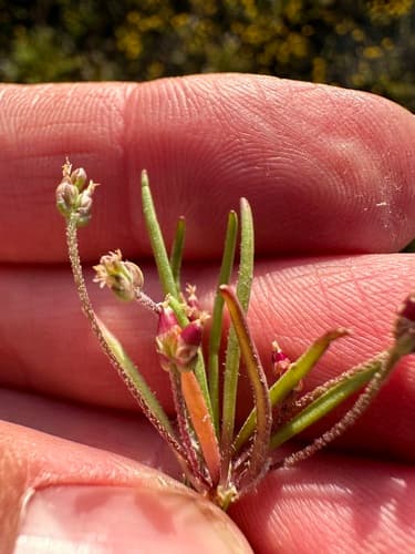 Longleaf Plantain (Plantago elongata)