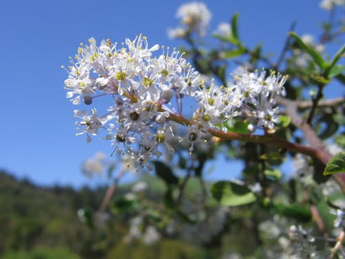 Hairy Ceanothus (Ceanothus oliganthus)