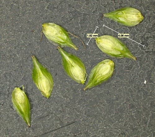 Blunt Broom Sedge (Carex tribuloides)