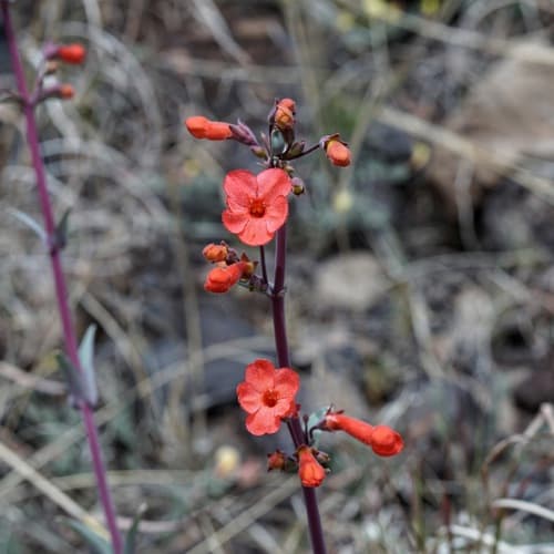 Superb penstemon (Penstemon superbus)