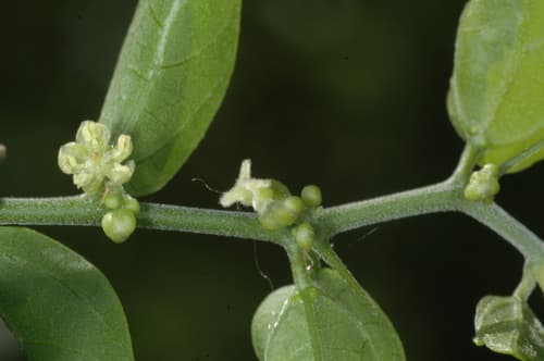 Spiny Hackberry (Celtis pallida)