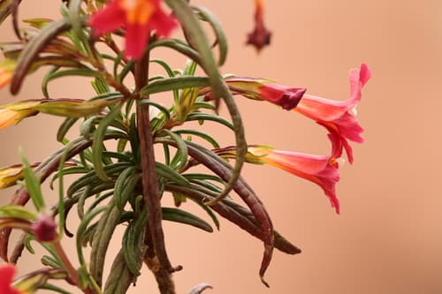 Red Bush Monkeyflower (Diplacus puniceus)