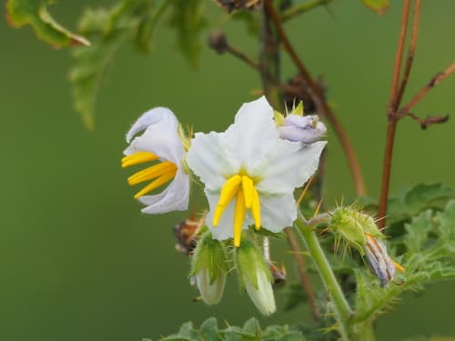 Sticky Nightshade (Solanum sisymbriifolium)