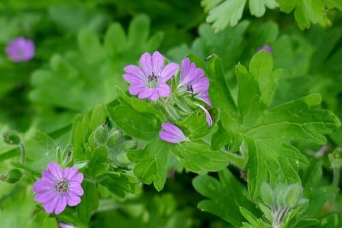 Wild Geranium (Geranium molle)