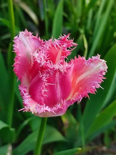 Garden Tulip (Tulipa gesneriana)
