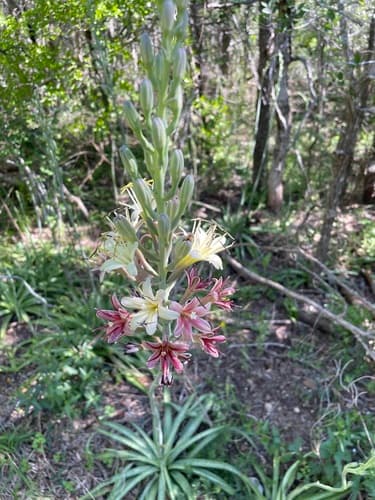 False Aloe (Manfreda maculosa)