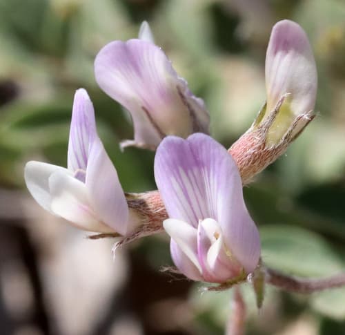 Lotus Milk-vetch (Astragalus lotiflorus)