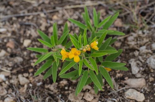 Two Leaved Senna (Senna roemeriana)