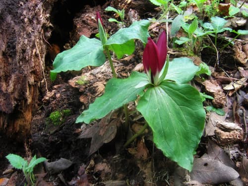 Giant Trillium (Trillium chloropetalum)