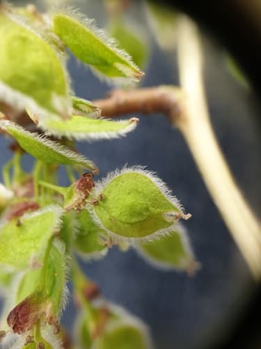 American Elm (Ulmus americana)