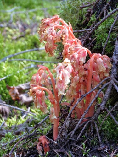 Yellow Bird's-nest (Hypopitys monotropa)