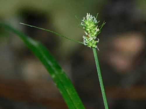 Oval-leaf Sedge (Carex cephalophora)