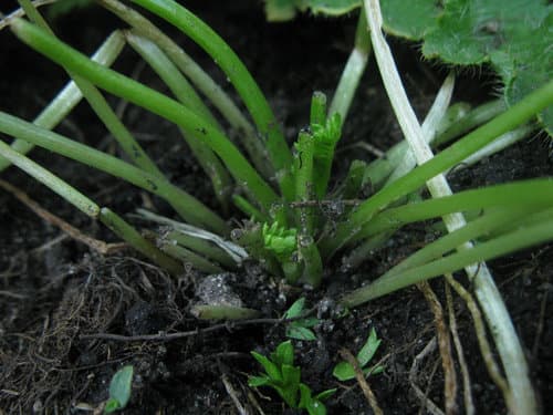 Meadowfoam (Limnanthes douglasii)