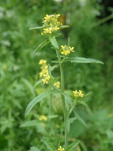 Hedgemustard (Sisymbrium officinale)