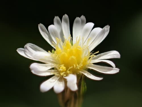 Annual Saltmarsh Aster (Symphyotrichum subulatum)