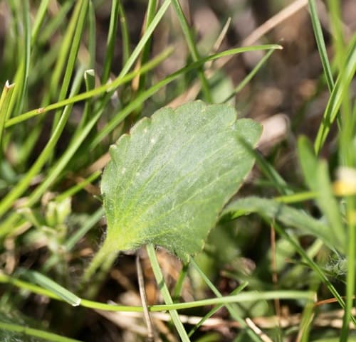 Labrador Buttercup (Ranunculus rhomboideus)