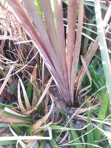 Purple Silkyscale (Anthaenantia rufa)
