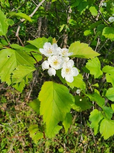 Frosted Hawthorn (Crataegus pruinosa)