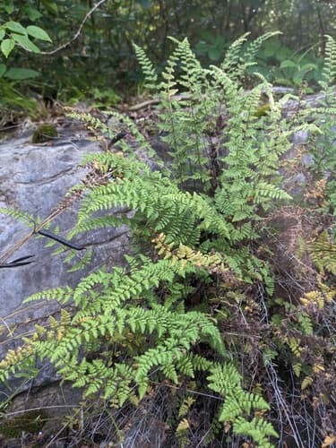 Hairy lip fern (Cheilanthes lanosa)