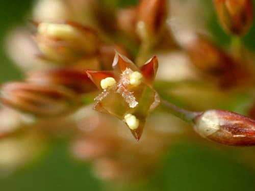 Soft rush (Juncus effusus)