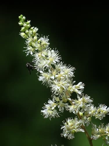 Chinese Astilbe (Astilbe longicarpa)