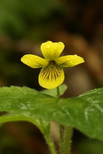 Smooth-yellow violet (Viola pubescens)
