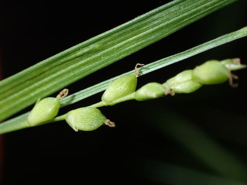 Narrow Leafed Wood Sedge (Carex digitalis)