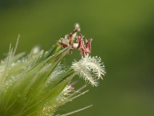 Mossman River Grass (Cenchrus echinatus)