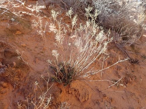 Mountain Pepperwort (Lepidium montanum)