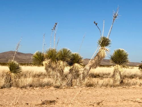 Soaptree Yucca (Yucca elata)