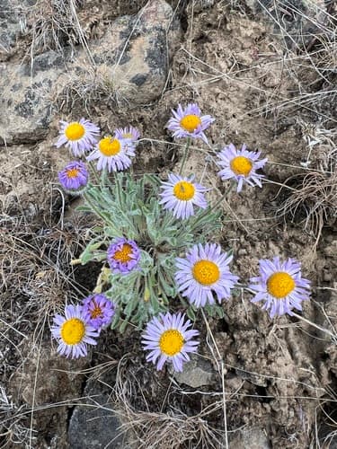 Cushion Daisy (Erigeron poliospermus)