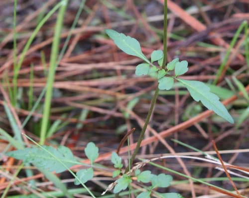 Smallfruit beggarticks (Bidens mitis)
