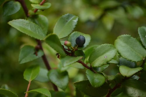 California-huckleberry (Vaccinium ovatum)