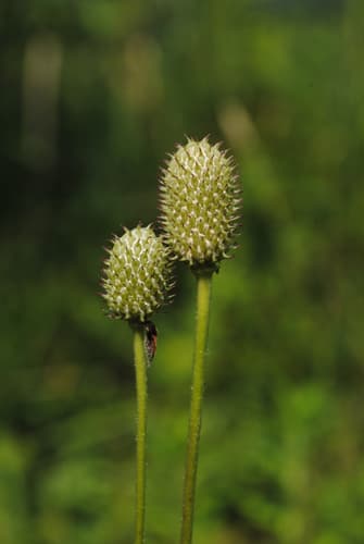 Thimbleweed (Anemone virginiana)